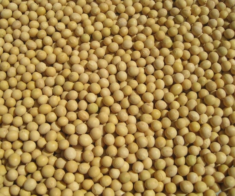 Gift Idea 健康人生 -【黃豆的好處】