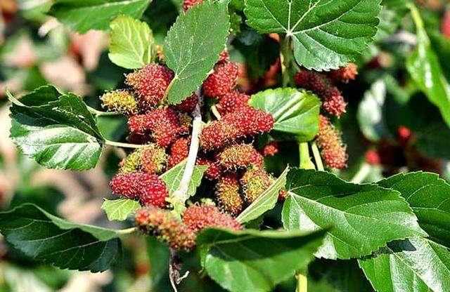 【每日一湯】煲湯教學 – [桑蓮玉竹茶]