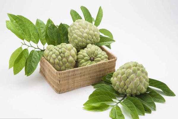 Gift Idea 健康人生 -【釋迦的好處】