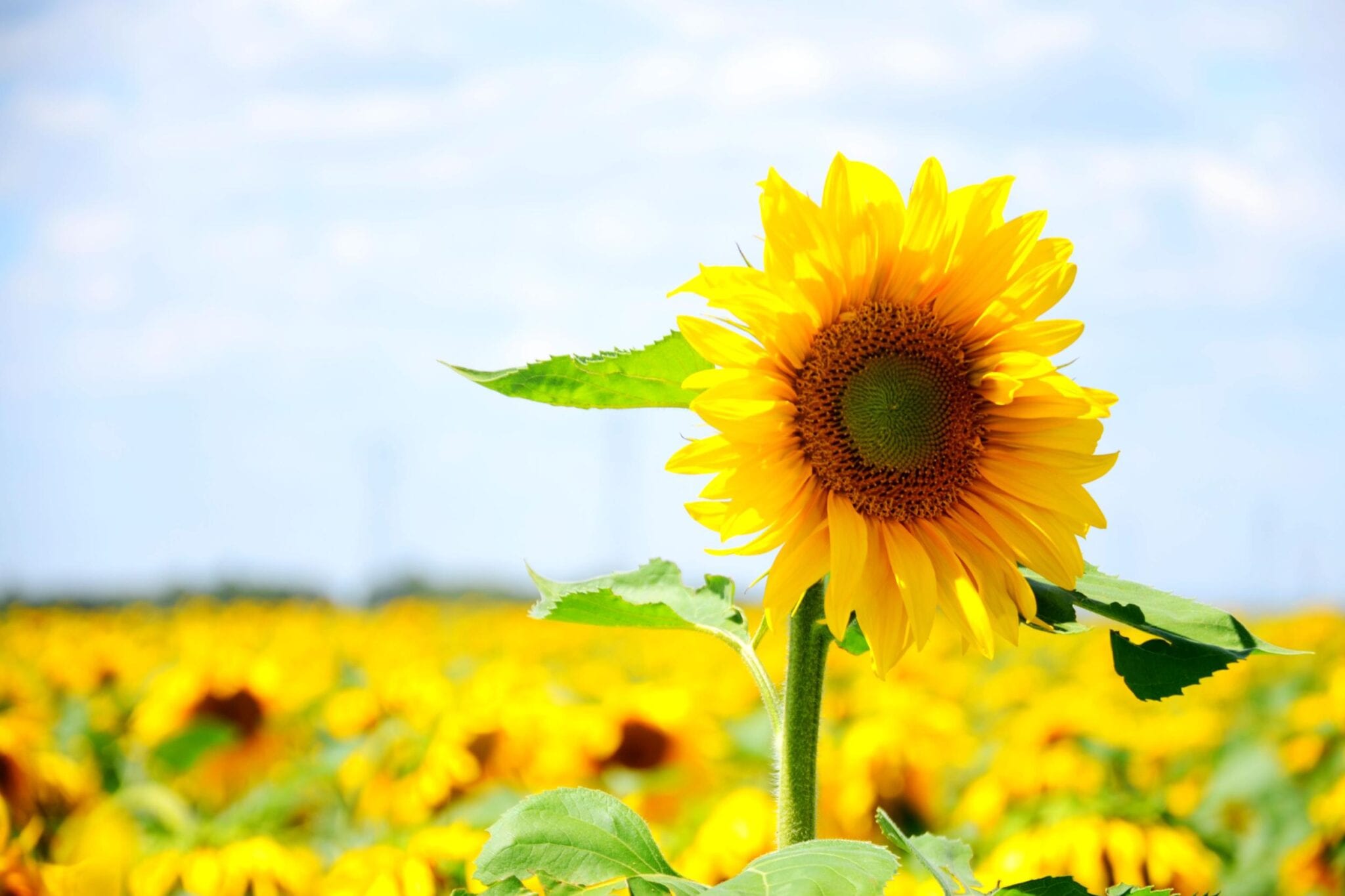 Gift Idea 健康人生【每個在你生命中出現的人，都有原因的】