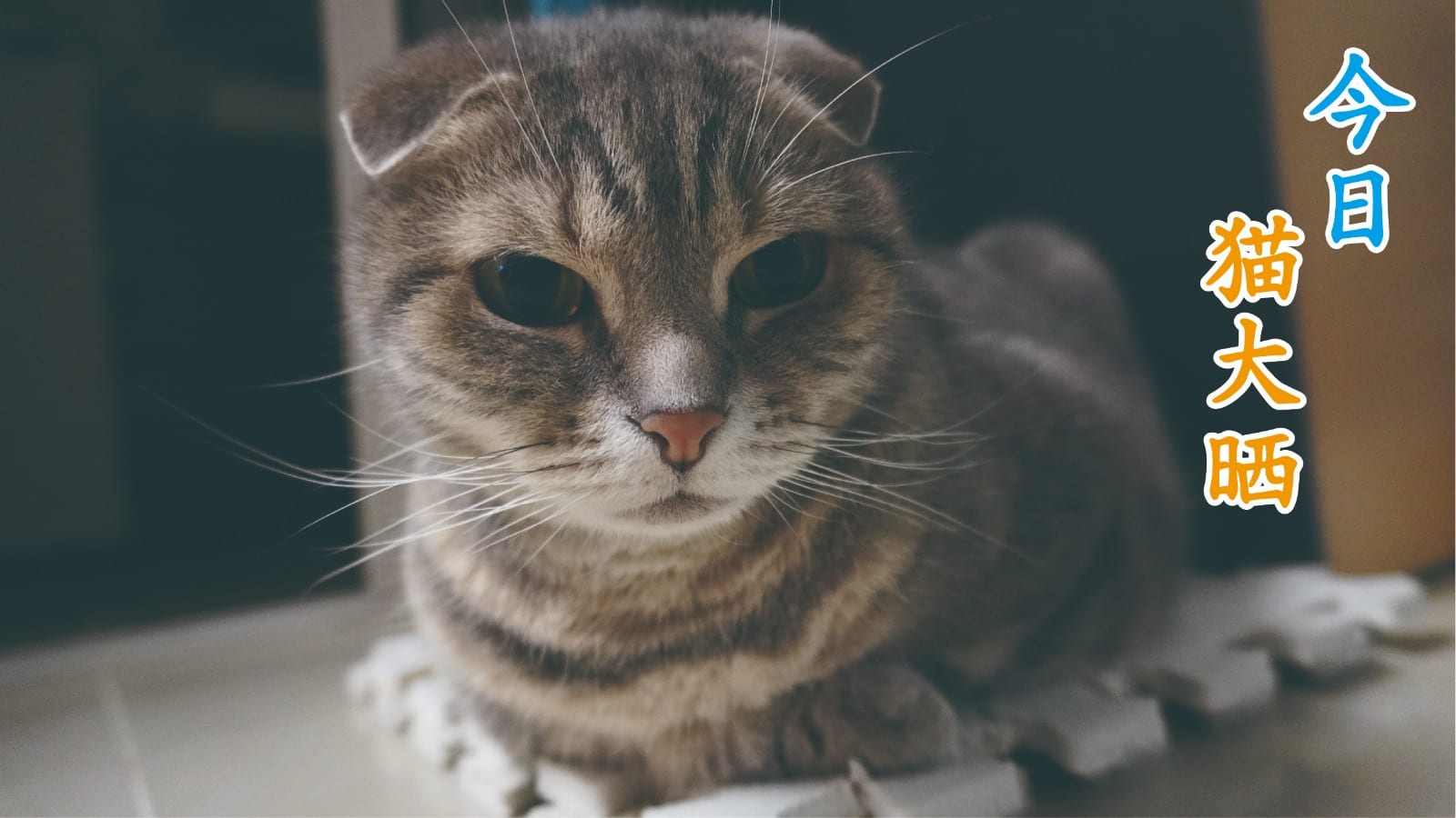 國際貓節【今日貓大曬】