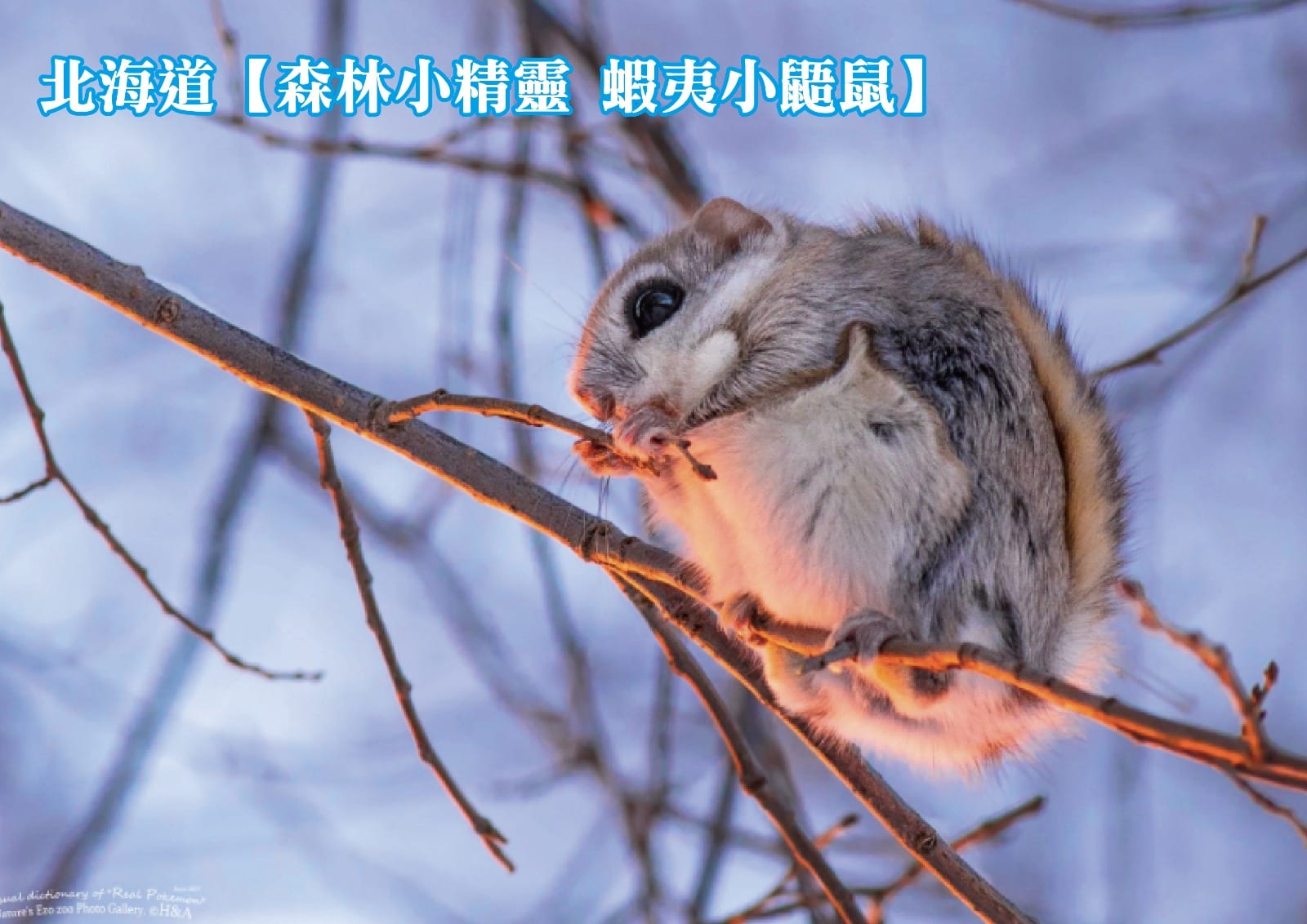 北海道【森林小精靈 蝦夷小鼯鼠】