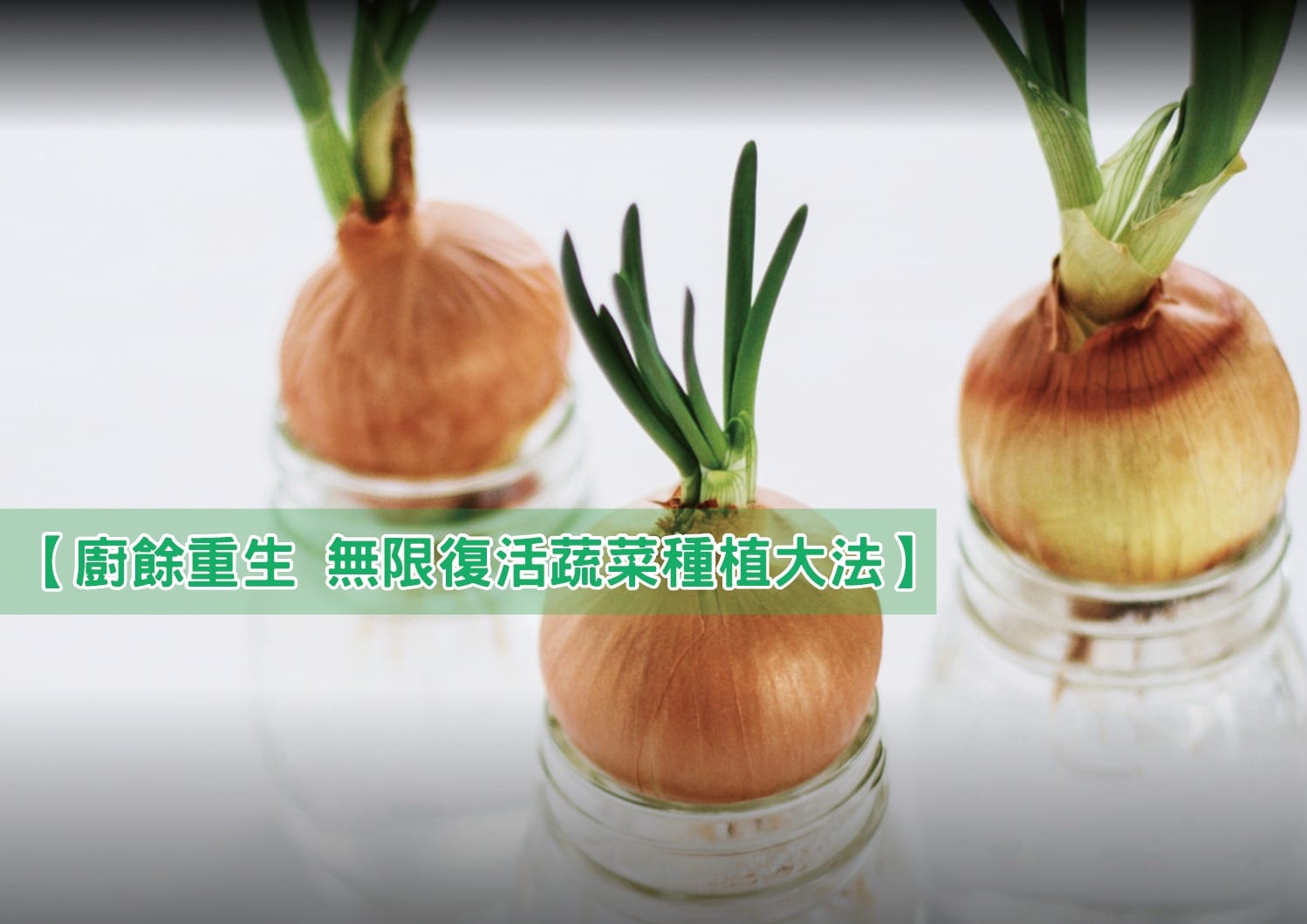 【廚餘重生 無限復活蔬菜種植大法】