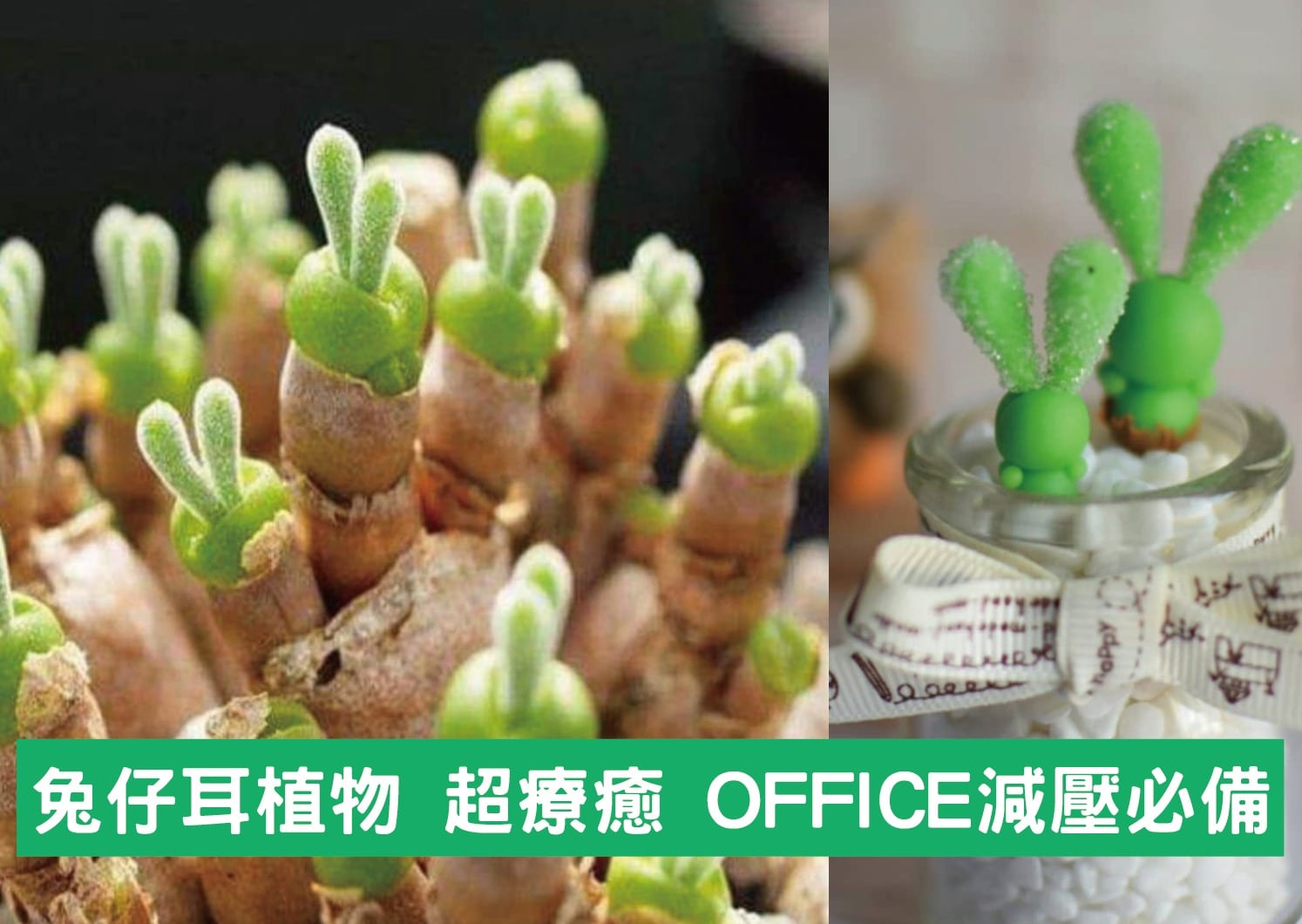 【兔仔耳植物 超療癒 OFFICE減壓必備】