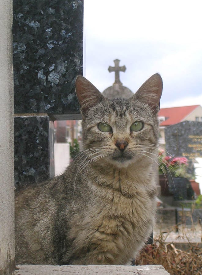 喵喵教萬萬歲【不是巧合 是神蹟】