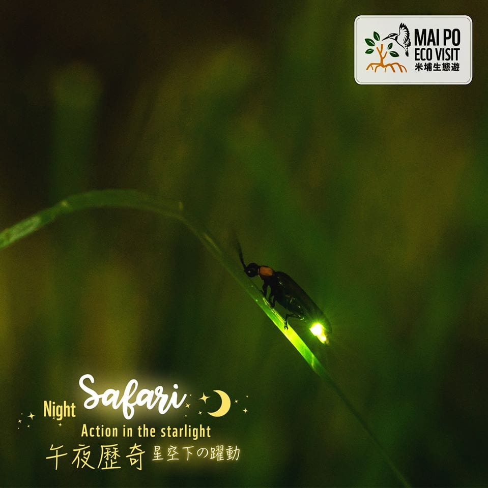 WWF Hong Kong【一閃一閃螢火蟲團】