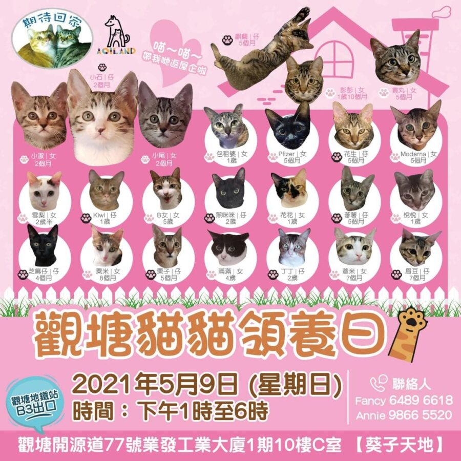 【觀塘貓貓領養日 (5月9日星期日)】